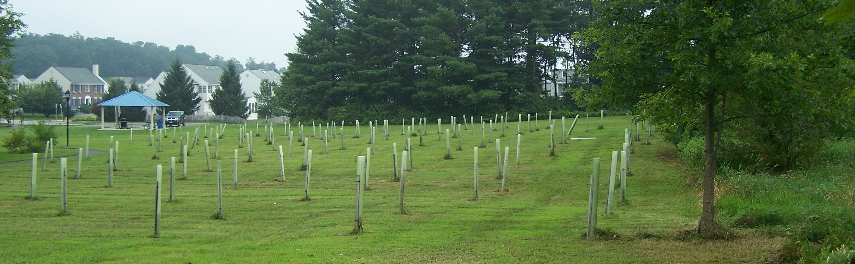 Upper Monocacy River Tree Plantings