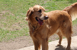 Golden Retriever